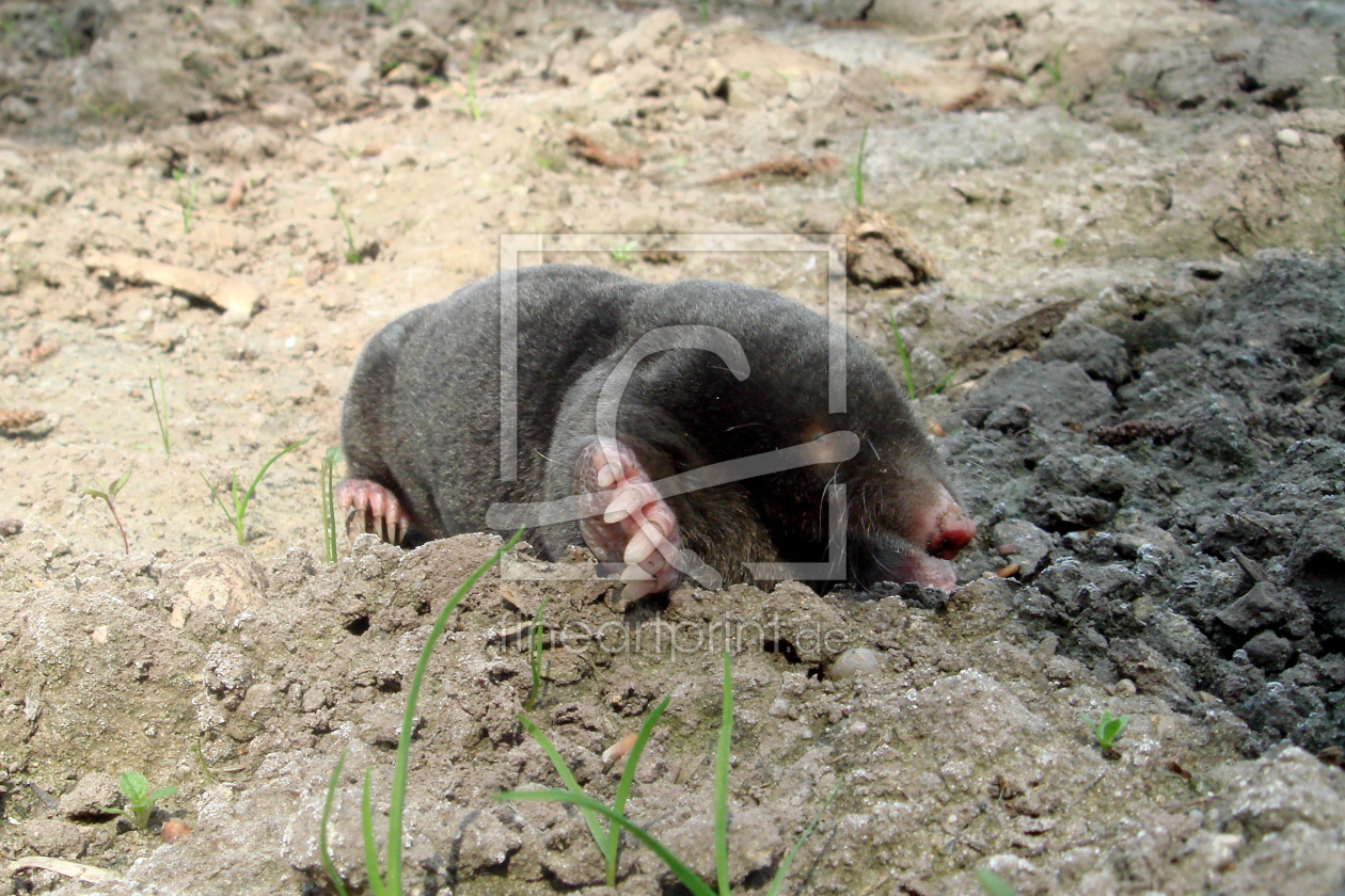 Bild-Nr.: 9821412 Der Maulwurf Grabowski erstellt von yammay