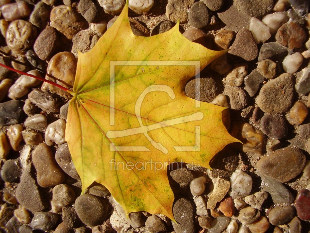 Bild-Nr.: 9821922 Goldener Oktober erstellt von BoguttisKunst