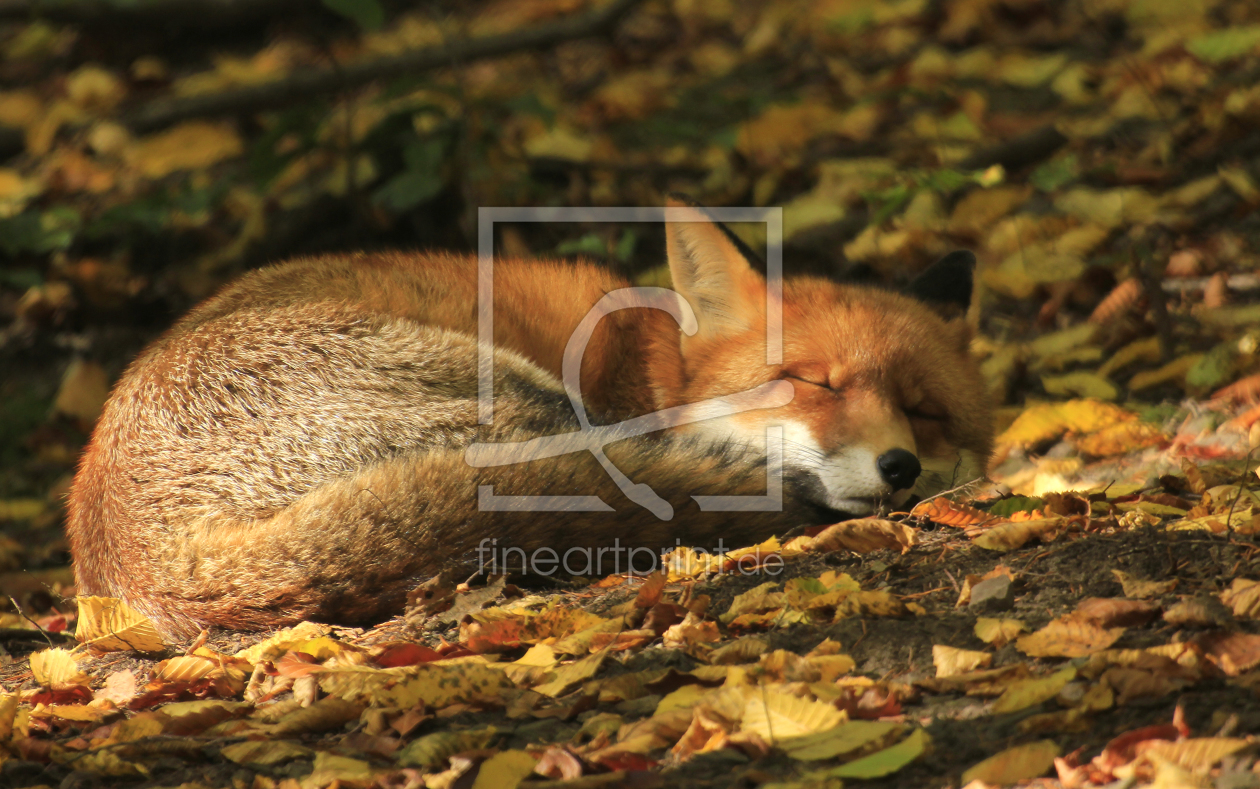 Bild-Nr.: 9822766 Fuchs erstellt von nadine conrad