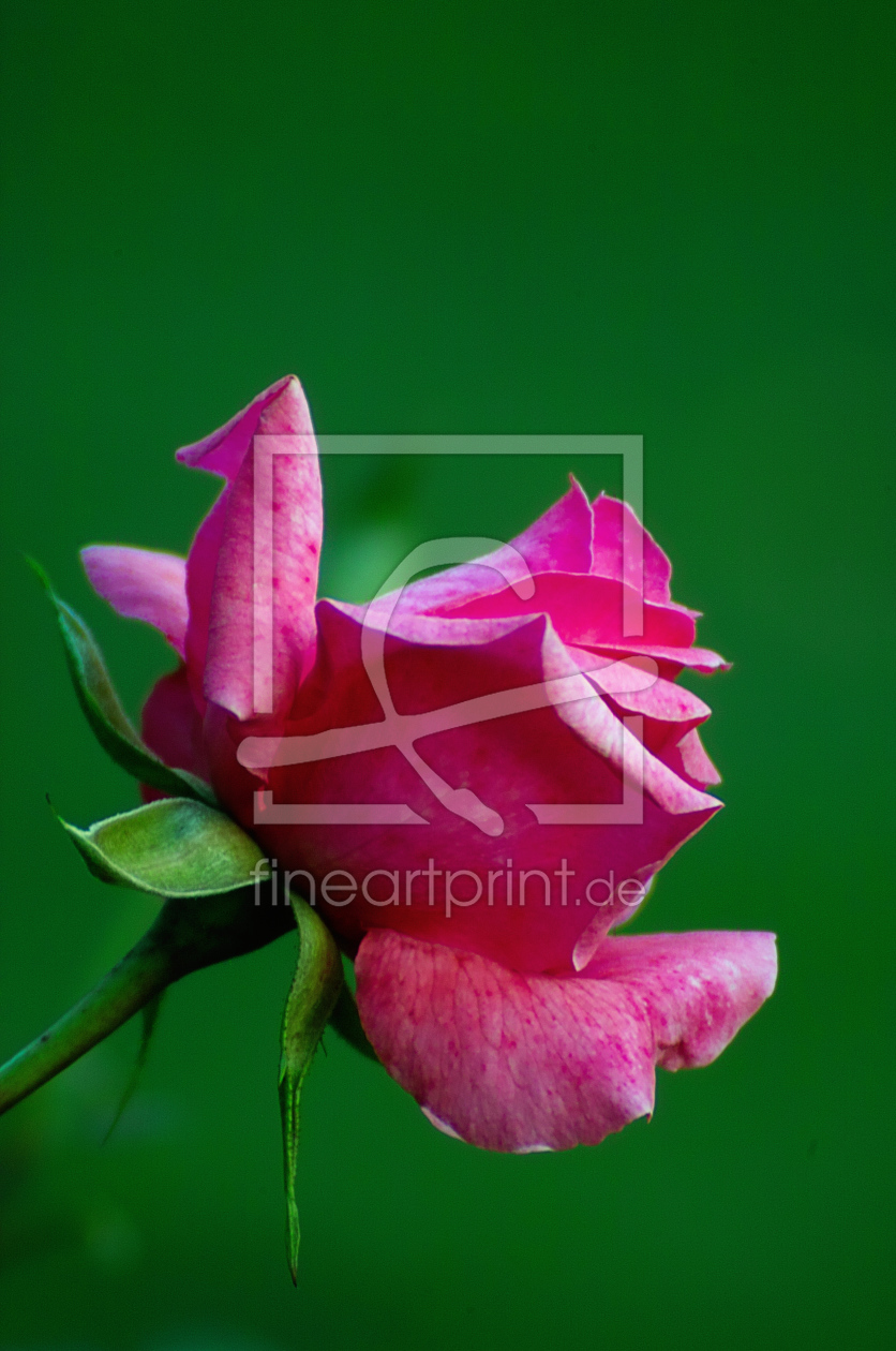 Bild-Nr.: 9823012 The Rose erstellt von Uwe Minuth