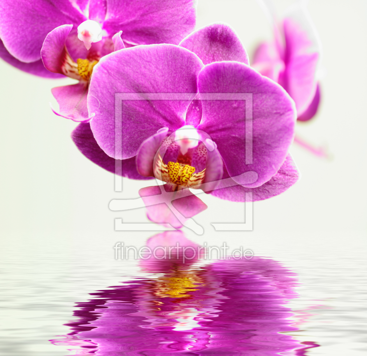 Bild-Nr.: 9823202 Orchidee erstellt von Anja Peschel