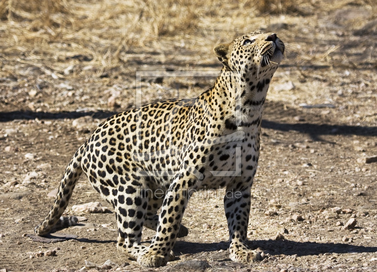 Bild-Nr.: 9824362 Leopard erstellt von milo6779