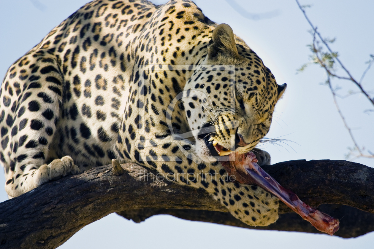 Bild-Nr.: 9824378 Leopard beim Fressen erstellt von milo6779