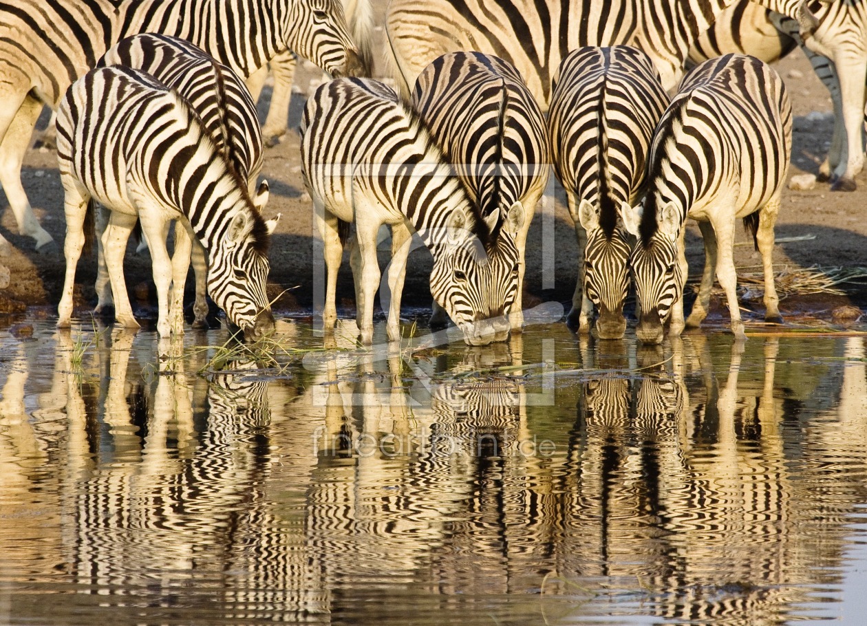 Bild-Nr.: 9824494 Zebras erstellt von milo6779