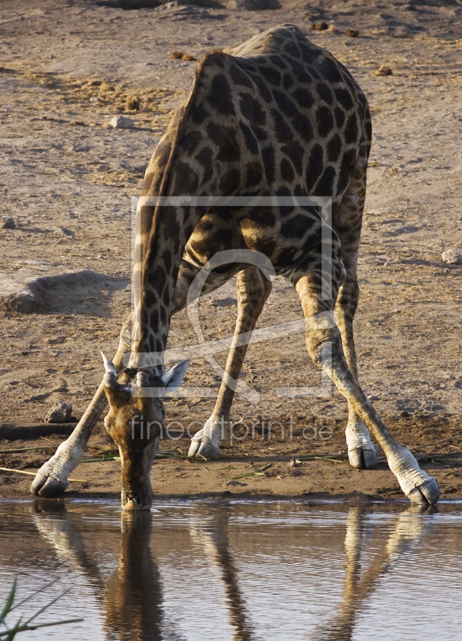 Bild-Nr.: 9824498 Giraffe beim Trinken erstellt von milo6779