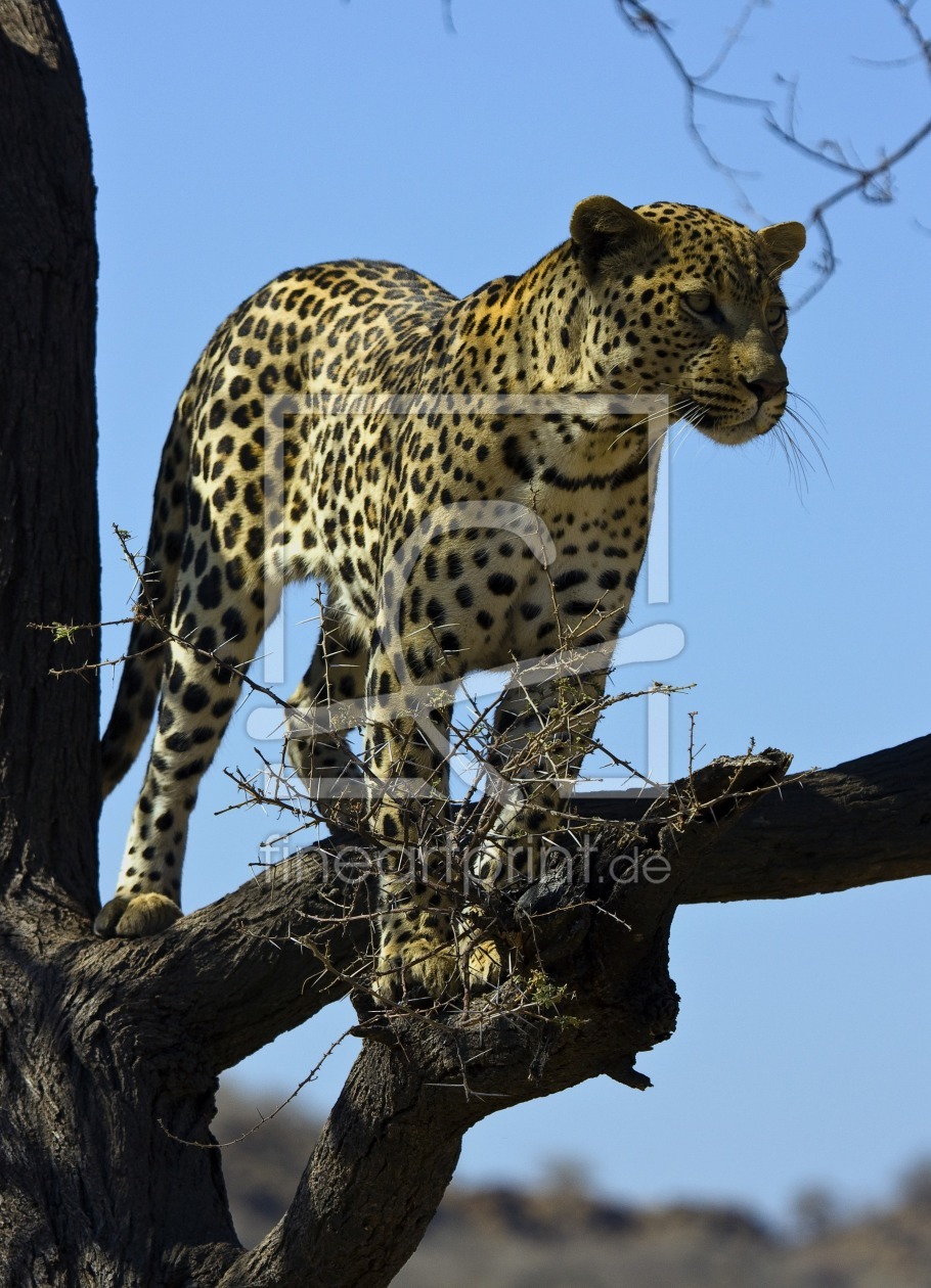 Bild-Nr.: 9824564 Leopard mit Aussicht erstellt von milo6779