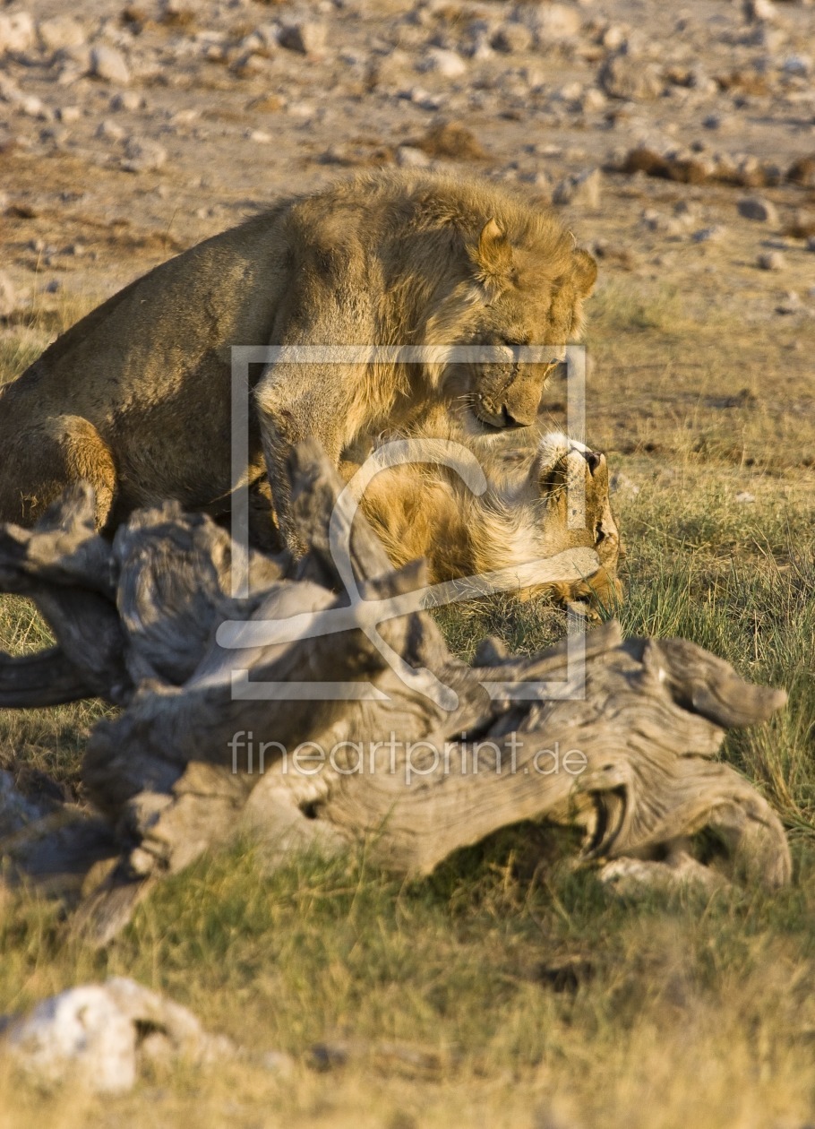 Bild-Nr.: 9824604 Kuscheln erstellt von milo6779