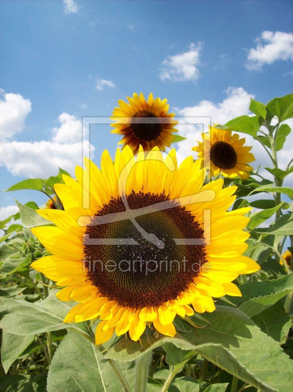 Bild-Nr.: 9824994 Yellow Look erstellt von Marion227