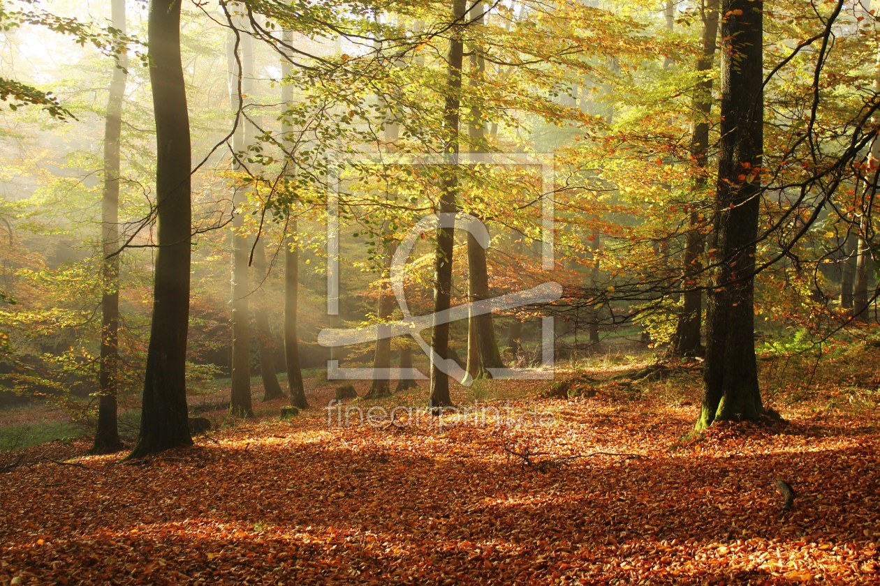 Bild-Nr.: 9825848 Herbstwald erstellt von ninami