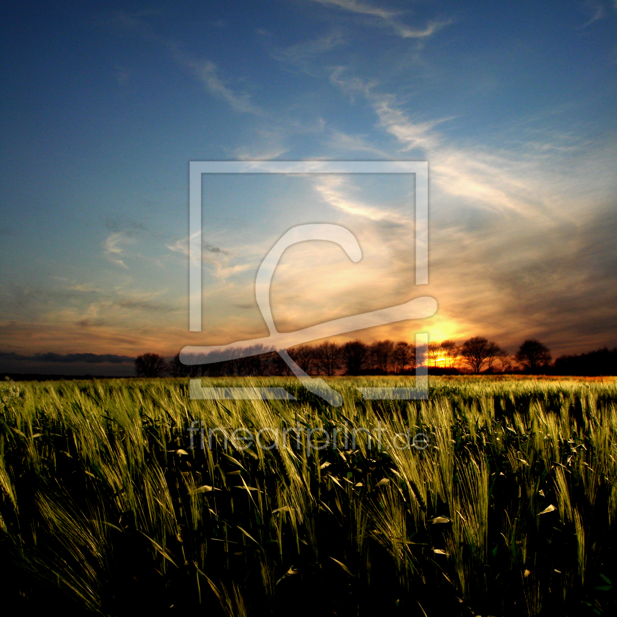 Bild-Nr.: 9828422 Abendsonne am Kornfeld erstellt von yammay