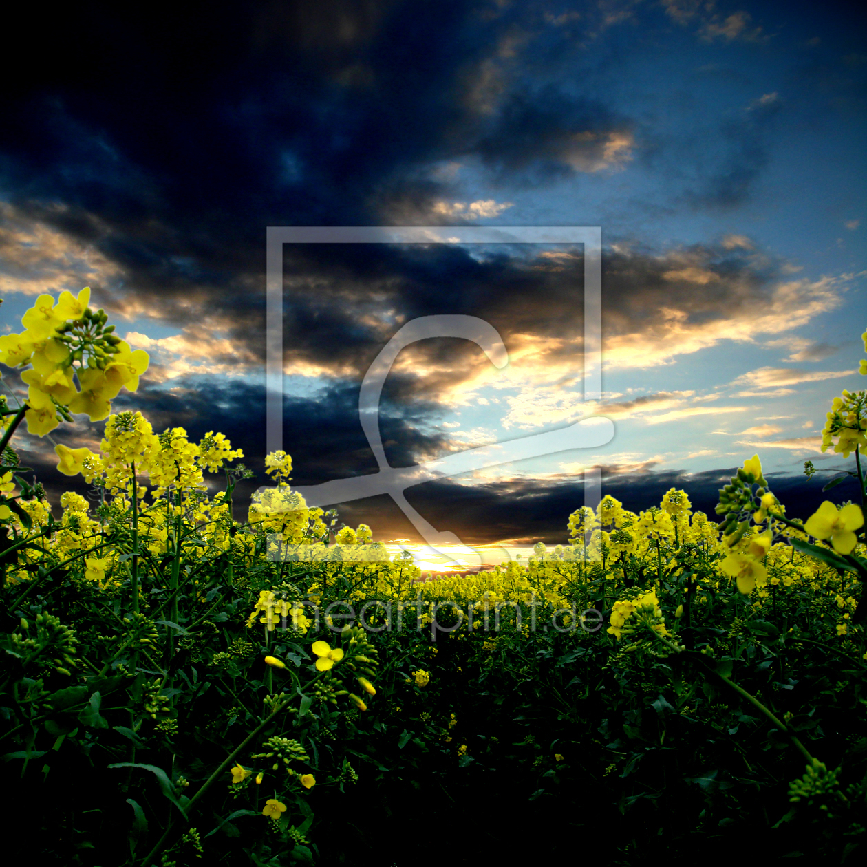 Bild-Nr.: 9829508 Abenddämmerung im Rapsfeld erstellt von yammay