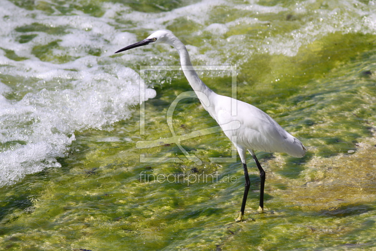 Bild-Nr.: 9832578 Seidenreiher erstellt von FotoDeHRO