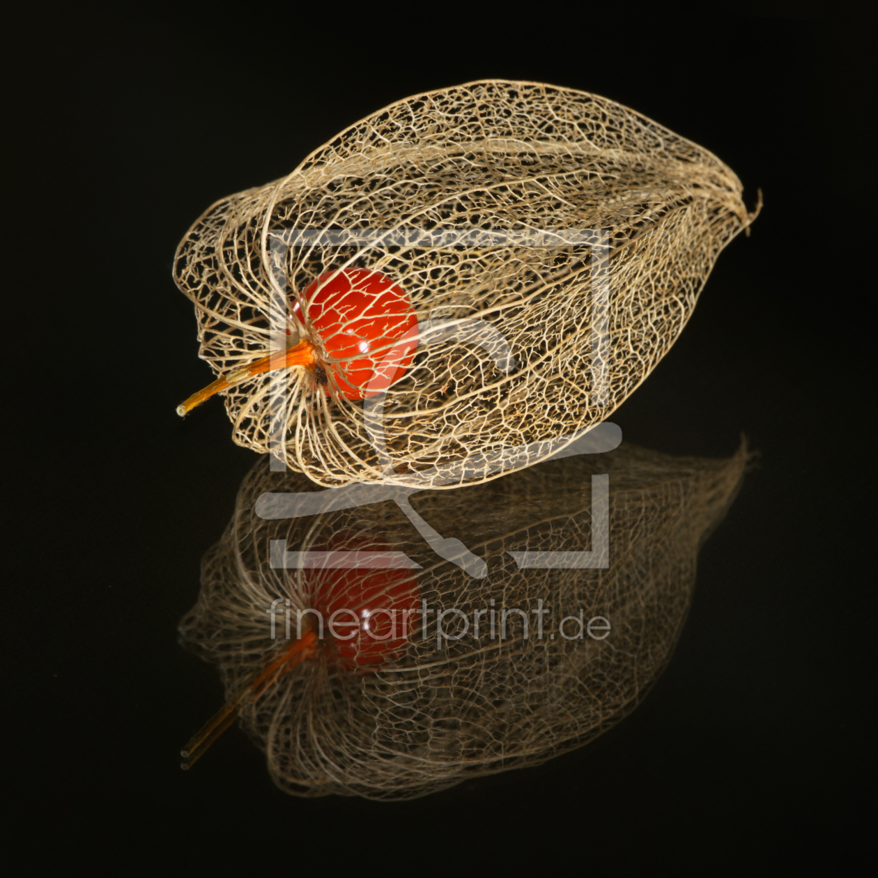 Bild-Nr.: 9833088 Physalis-Käfig erstellt von Prieni