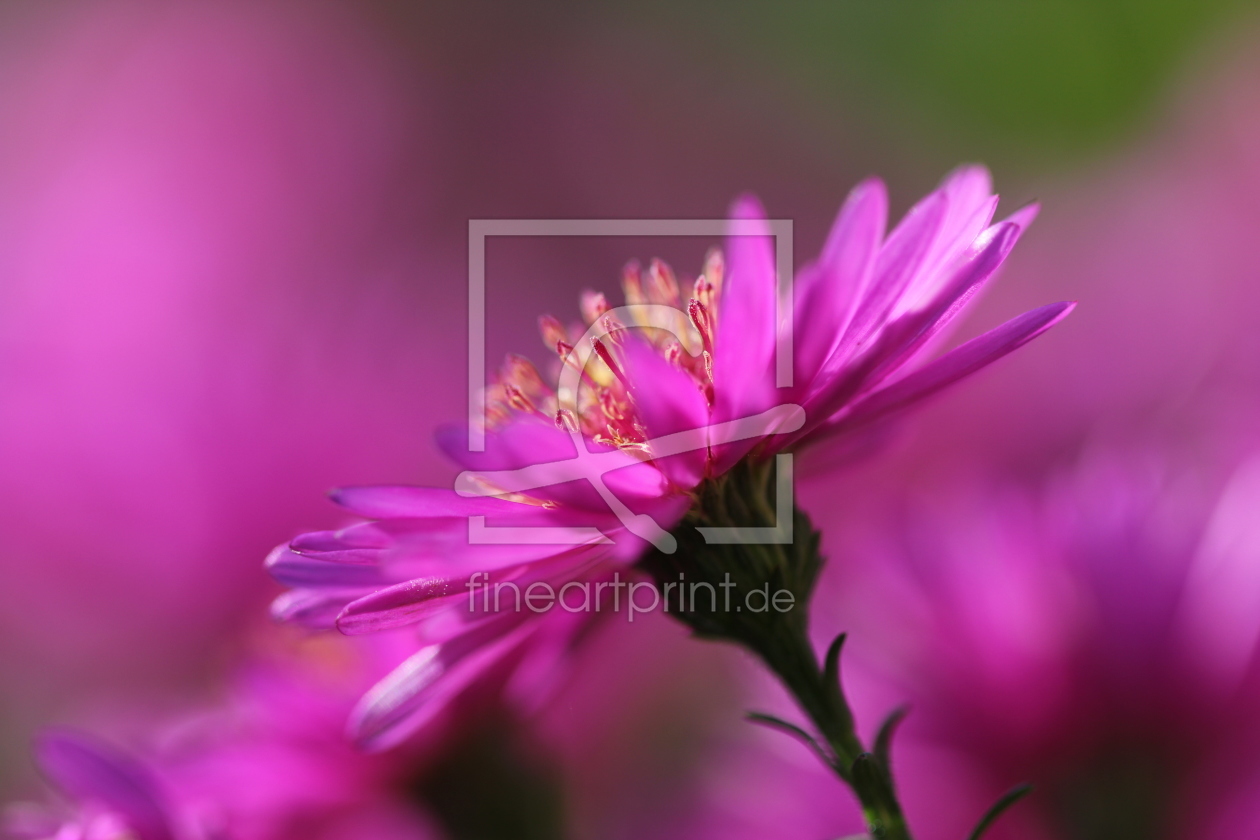 Bild-Nr.: 9833368 Aster im Herbst erstellt von A-Runge