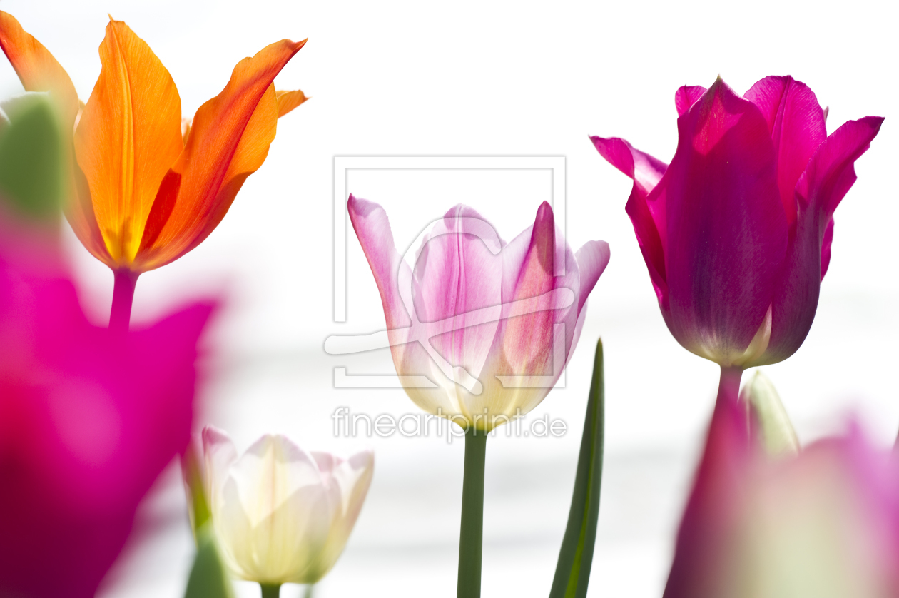 Bild-Nr.: 9833450 Tulpen erstellt von danielschoenen