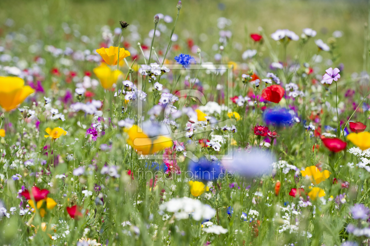 Bild-Nr.: 9833456 Sommerwiese erstellt von danielschoenen