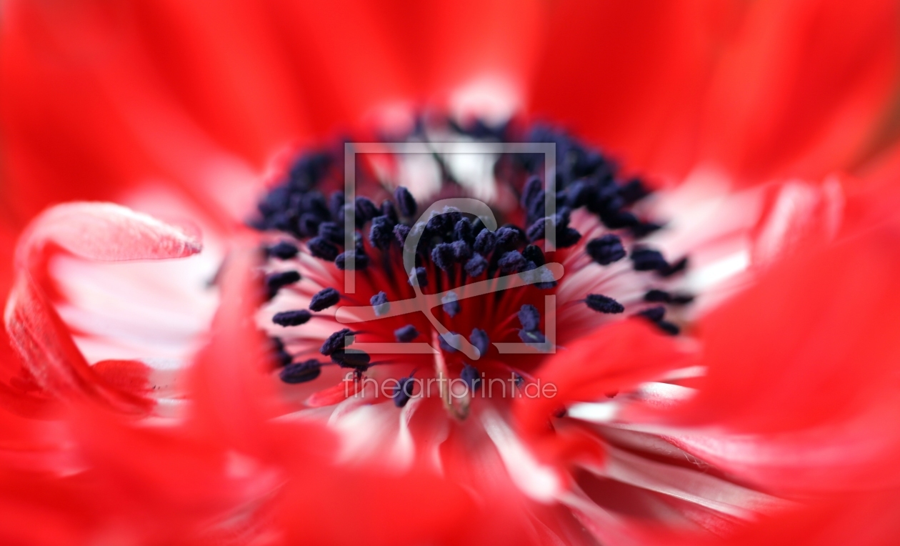 Bild-Nr.: 9835024 Herbstblueten  erstellt von Renate Knapp