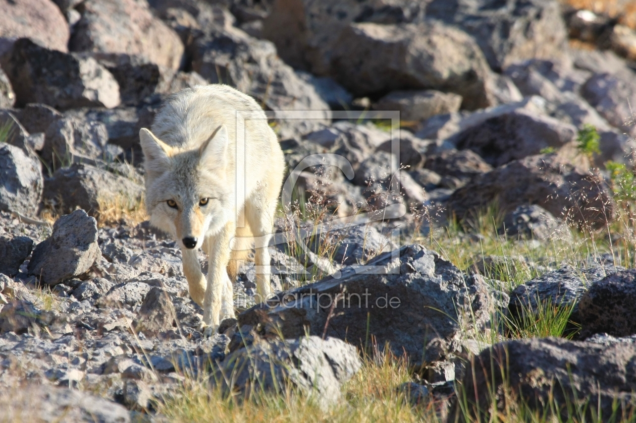 Bild-Nr.: 9835476 Yellowstone Wolf erstellt von Marcel Schauer