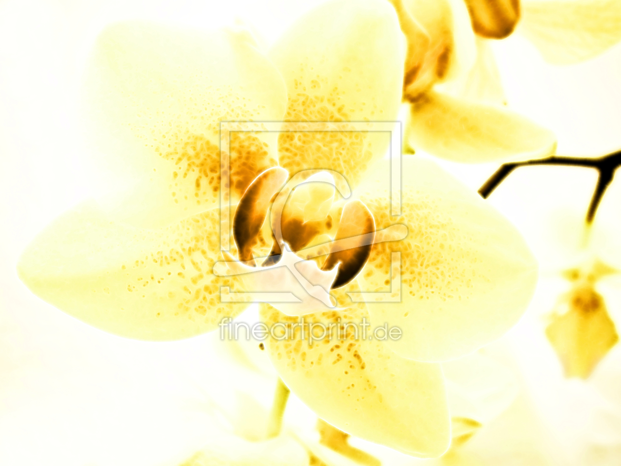 Bild-Nr.: 9835964 Orchidee Bild-Nr.: 9835964 Orchidee erstellt von Nettesart