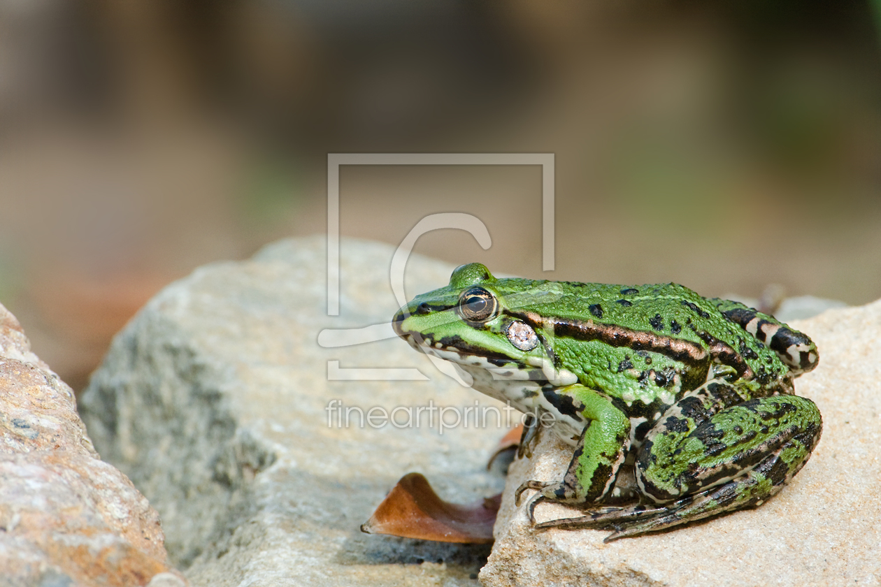 Bild-Nr.: 9836818 Wasserfrosch, Rana esculenta erstellt von felix-b