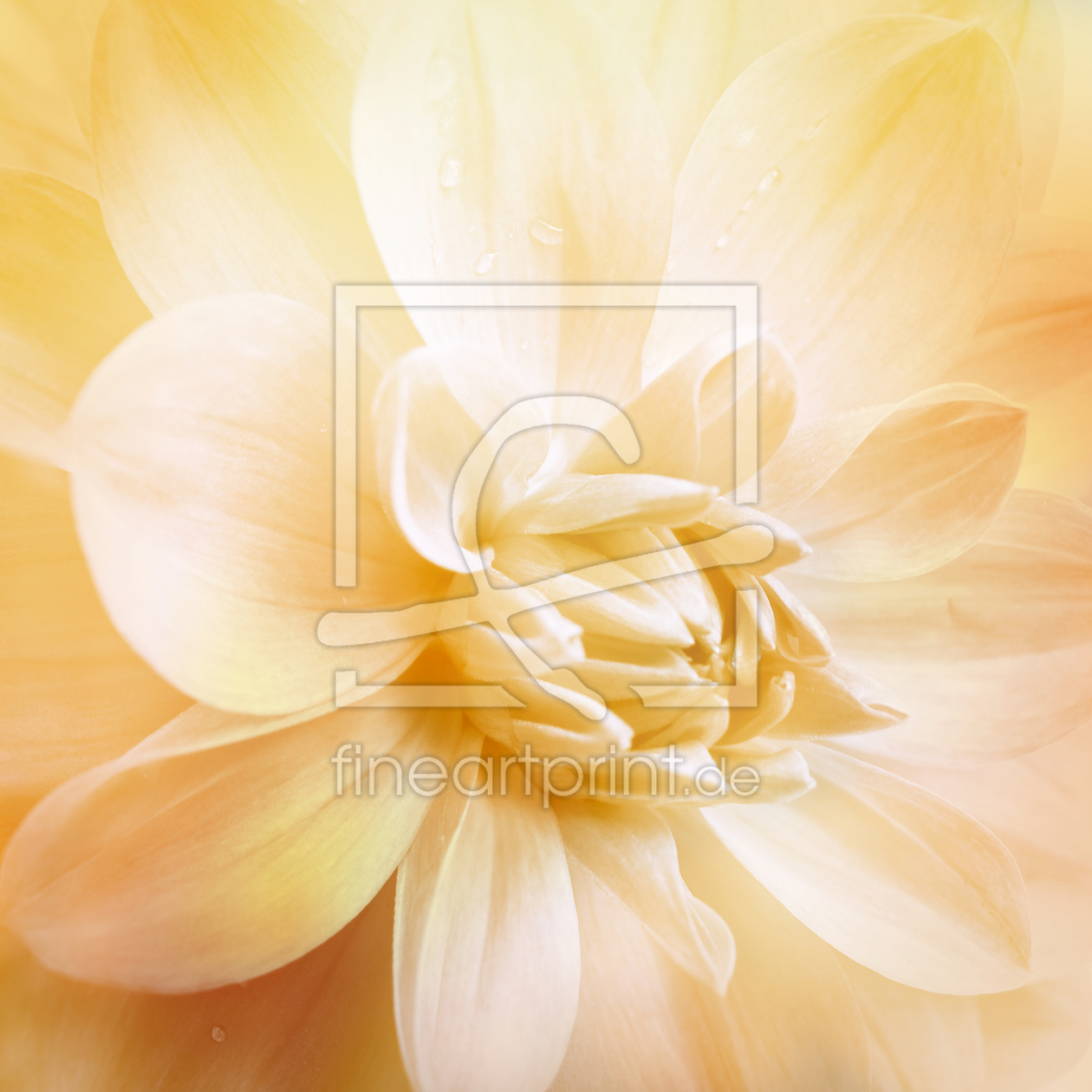 Bild-Nr.: 9837154 Dahlia  erstellt von Galerie-Fotoeffekt