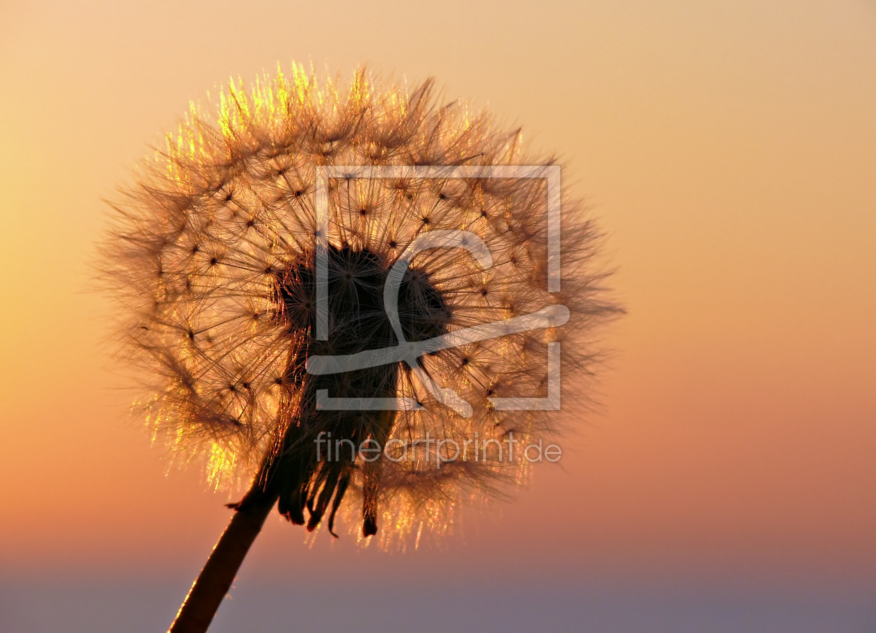 Bild-Nr.: 9837800 Pusteblume erstellt von Rico Ködder