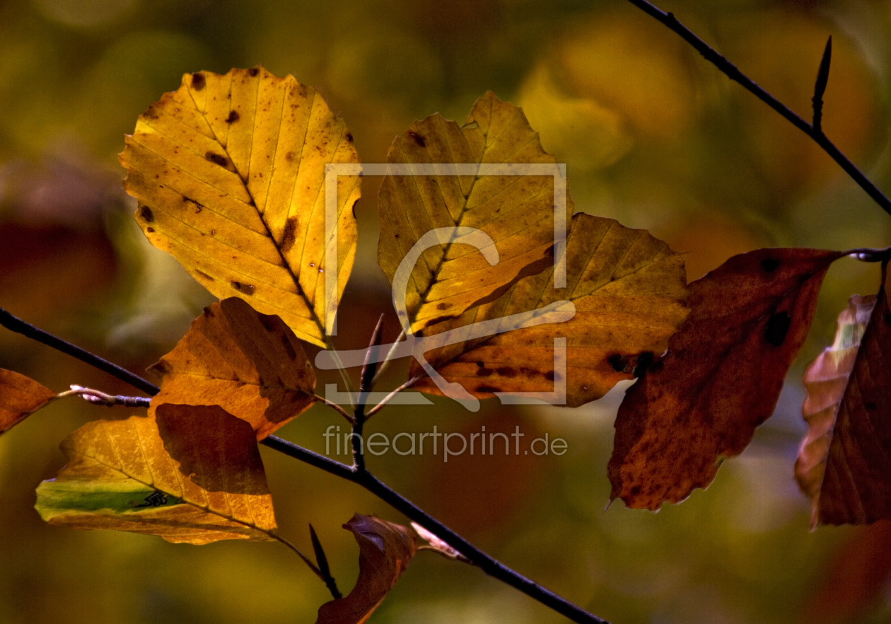 Bild-Nr.: 9838822 Herbstlicht II erstellt von 