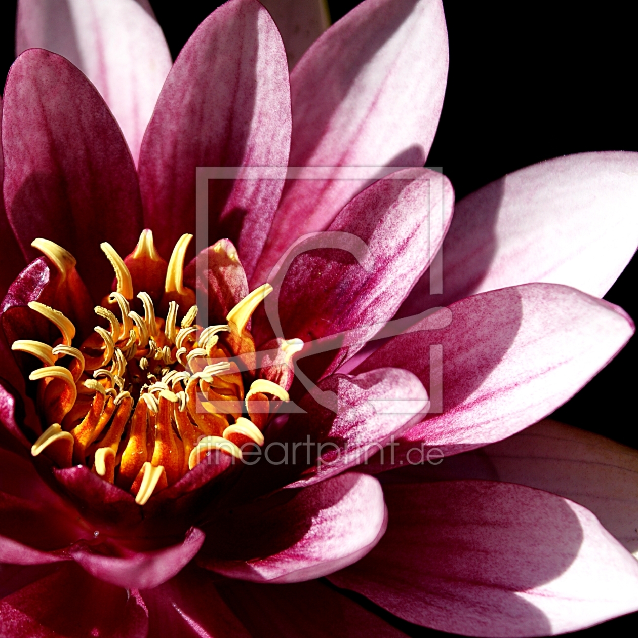 Bild-Nr.: 9839512 SEEROSE erstellt von CRAZYHAWK