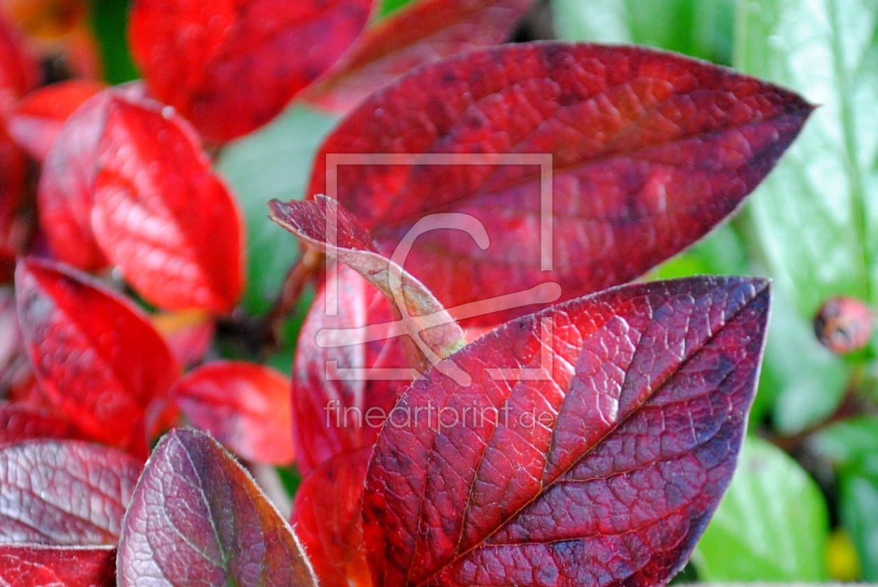 Bild-Nr.: 9839996 der Herbst   .......ein talentierter Maler erstellt von TinaDeFortunata