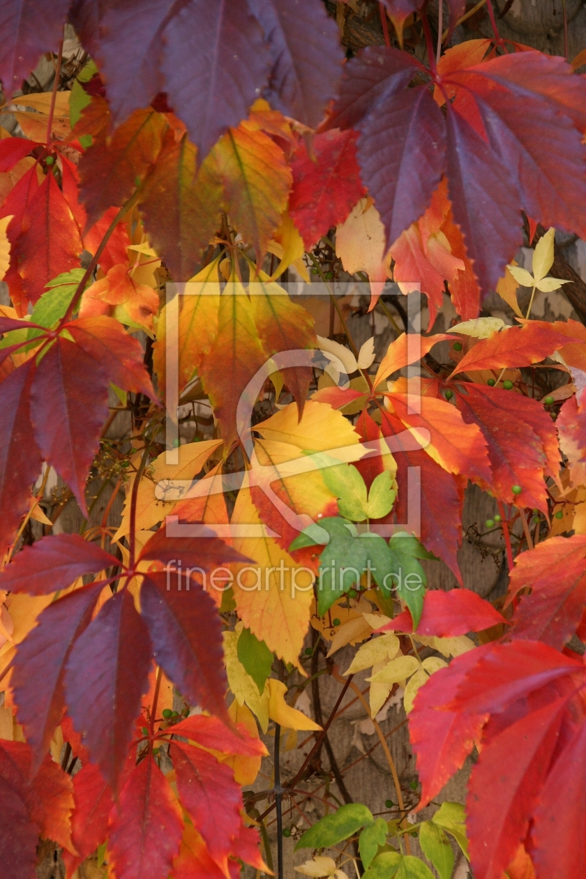 Bild-Nr.: 9840036 Herbstliche Tapete aus Blätter erstellt von widipic