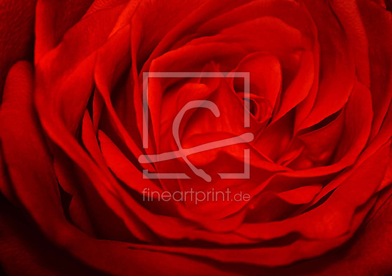 Bild-Nr.: 9842054 rote Rose erstellt von meerisusi