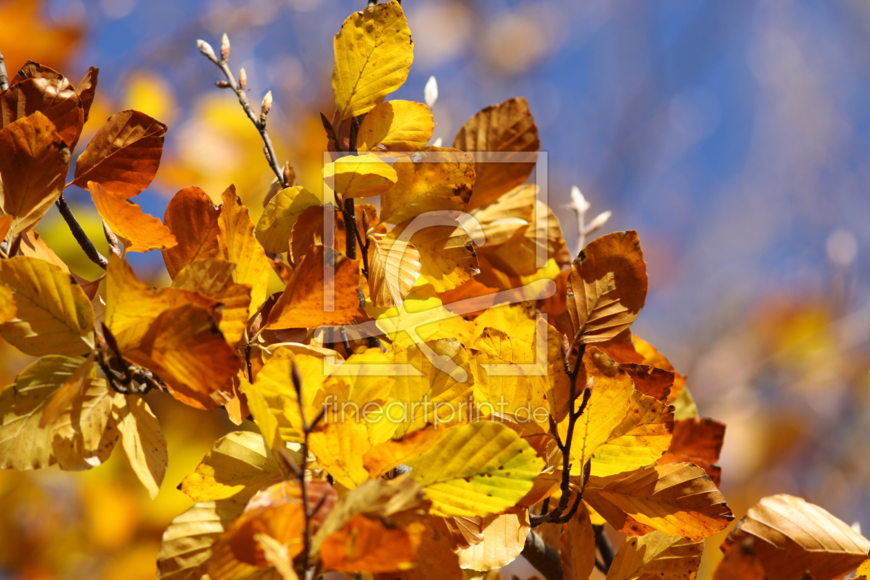 Bild-Nr.: 9842268 Herbstfarben erstellt von FotoDeHRO