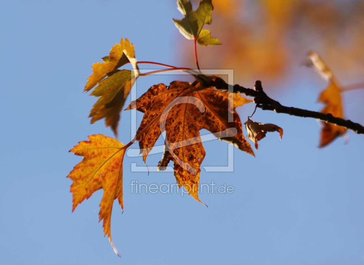 Bild-Nr.: 9842356 Indian Summer erstellt von Renate Knapp