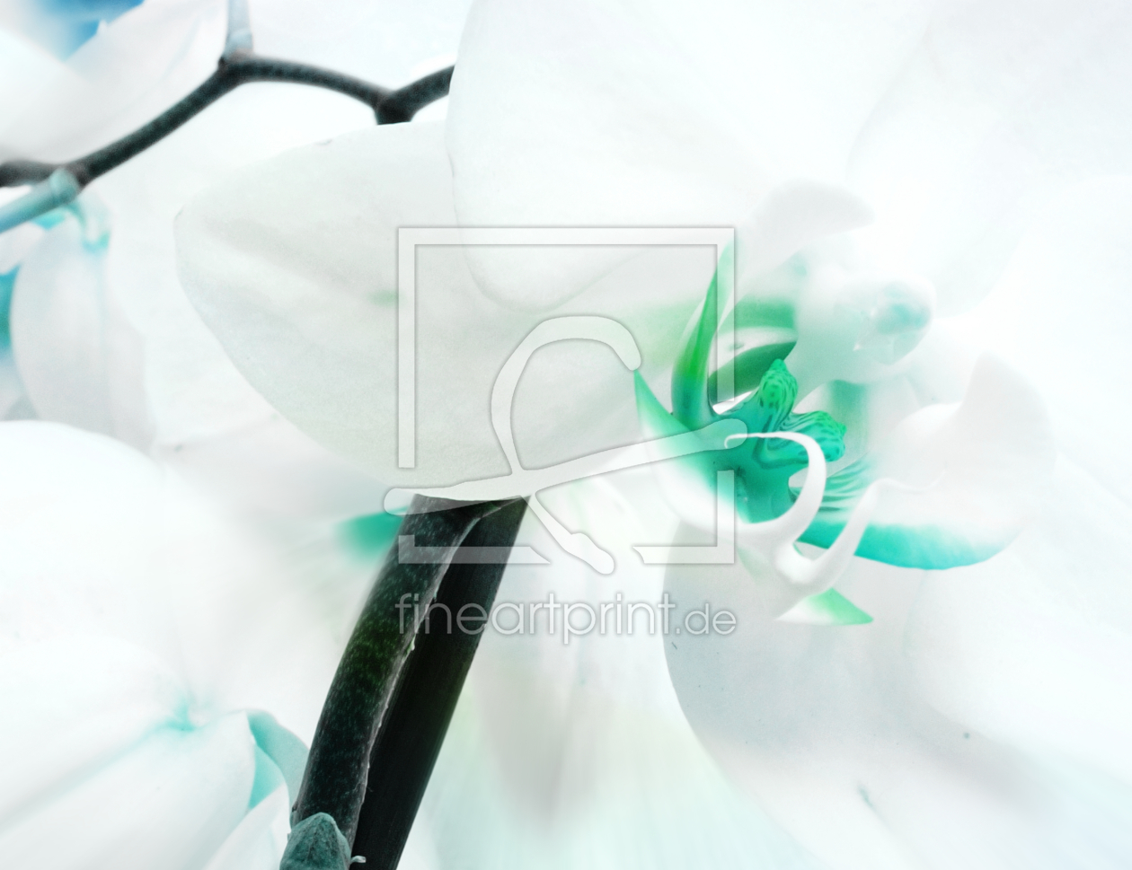 Bild-Nr.: 9842380 Orchidee  erstellt von Galerie-Fotoeffekt