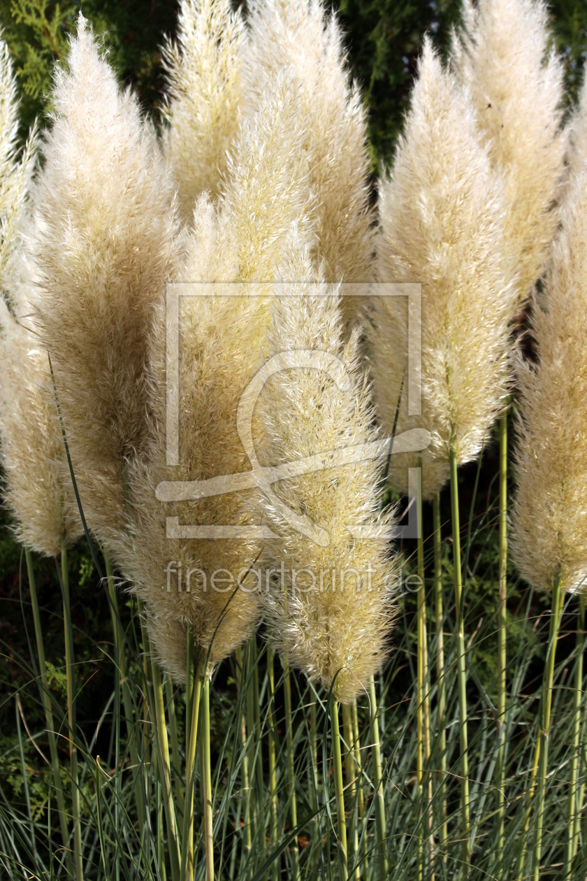 Bild-Nr.: 9842390 Pampasgras   (Cortaderia selloana) erstellt von Renate Knapp