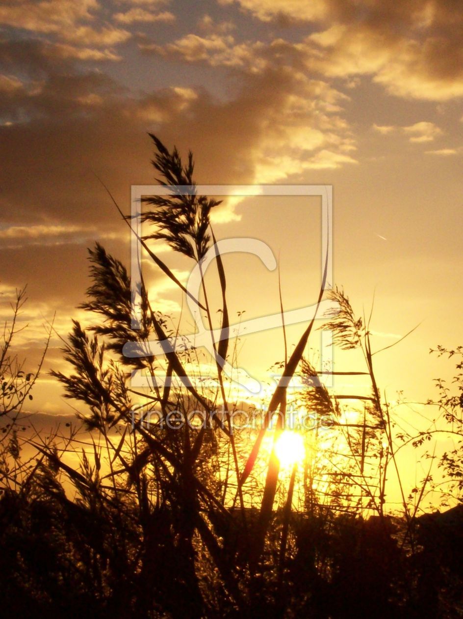 Bild-Nr.: 9842816 Goldener Oktober erstellt von Marion227