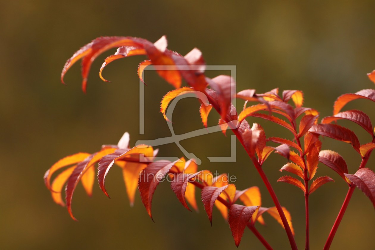 Bild-Nr.: 9843952 Sunny Color erstellt von Renate Knapp