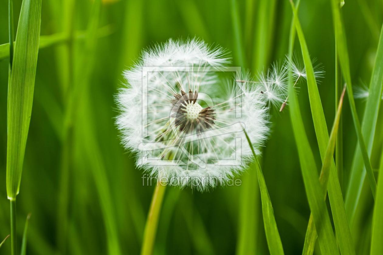 Bild-Nr.: 9844434 Pusteblume erstellt von lspictures