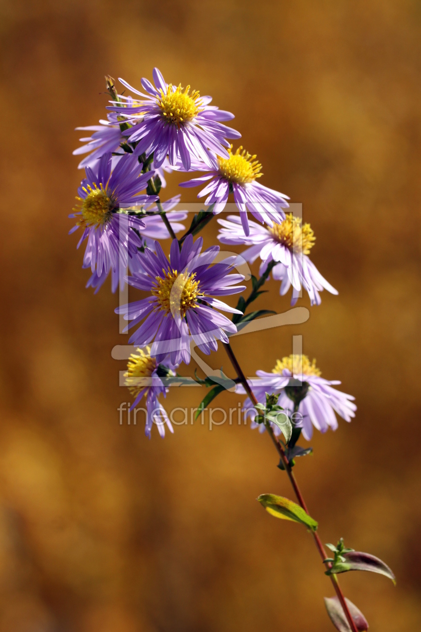 Bild-Nr.: 9849056 Herbstfarben erstellt von Renate Knapp