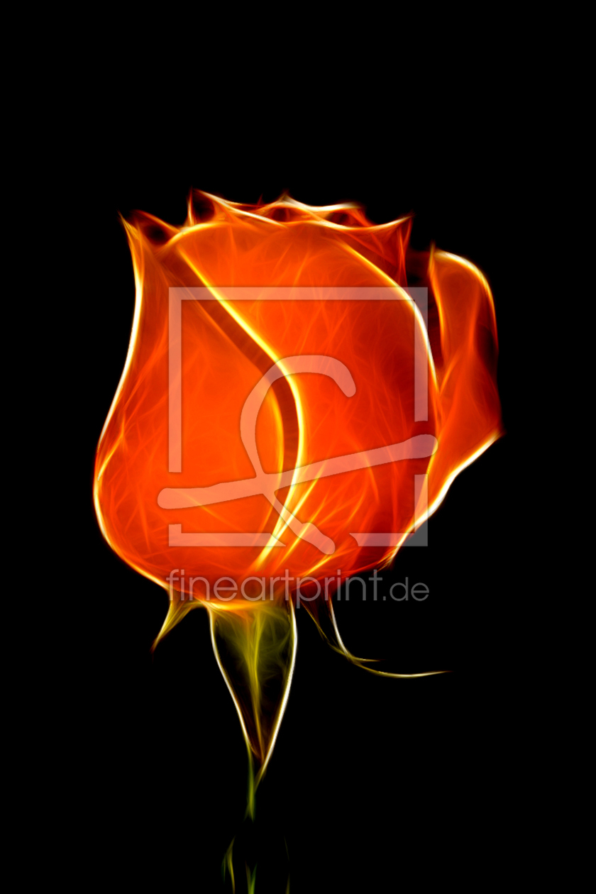 Bild-Nr.: 9851110 Flaming rose (fractal) erstellt von meerisusi