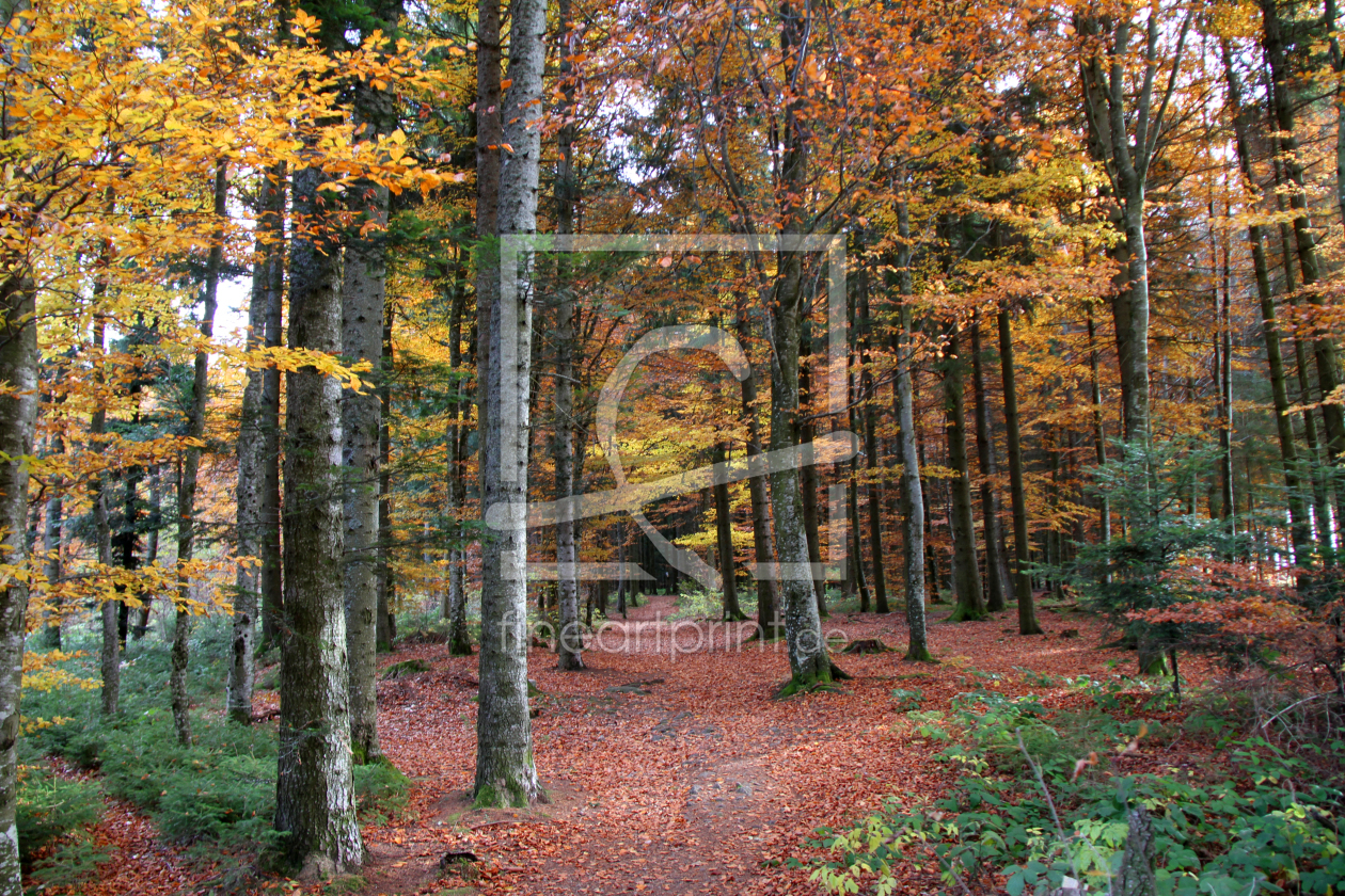 Bild-Nr.: 9851152 Im Wald erstellt von Gerhard Albicker