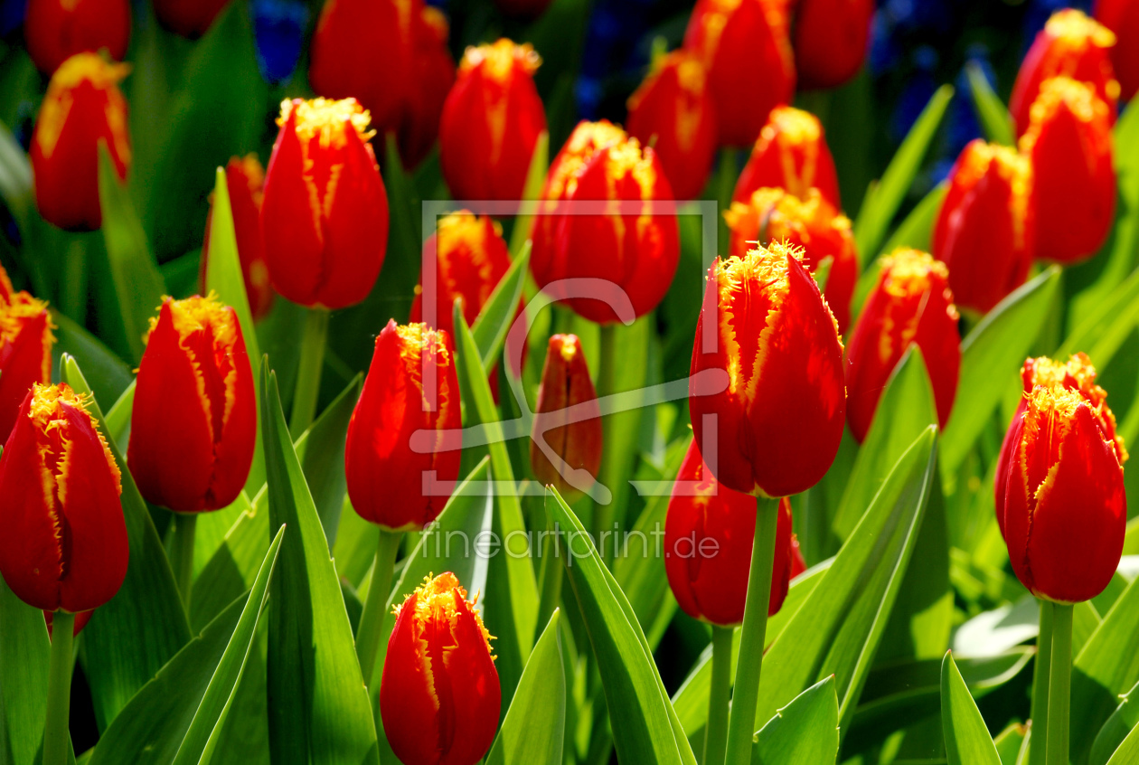 Bild-Nr.: 9852022 Rote Tulpen erstellt von Günter Passage