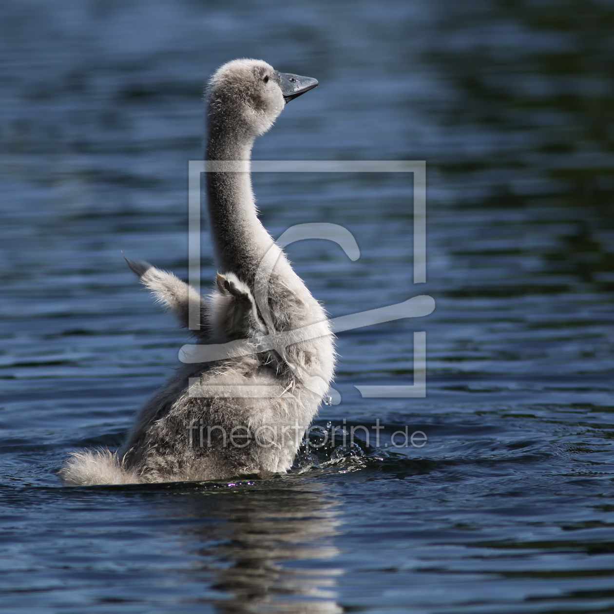 Bild-Nr.: 9852632 Auch ich kann schon fliegen... erstellt von FotoDeHRO