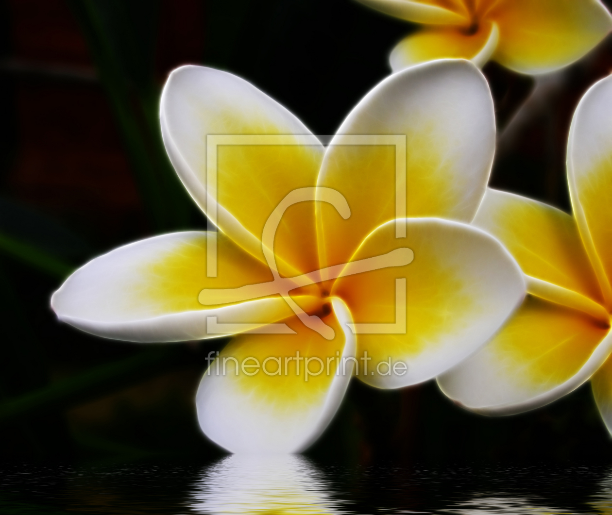 Bild-Nr.: 9852694 Frangipani erstellt von Anja Peschel