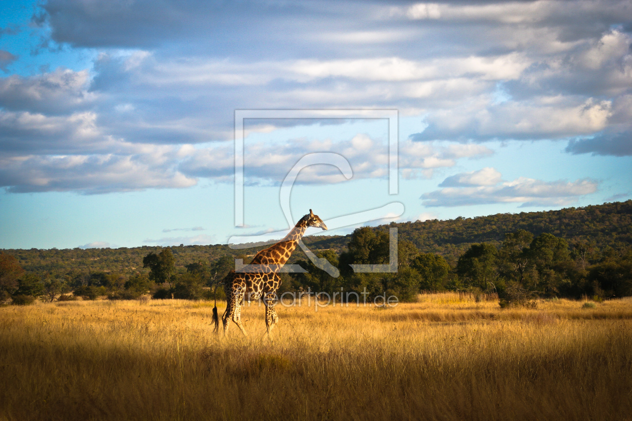 Bild-Nr.: 9852922 Giraffe in Afrikanischer Steppe erstellt von talfoto