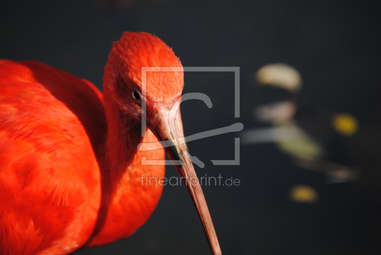 Bild-Nr.: 9853044 Rot erstellt von Galapagos