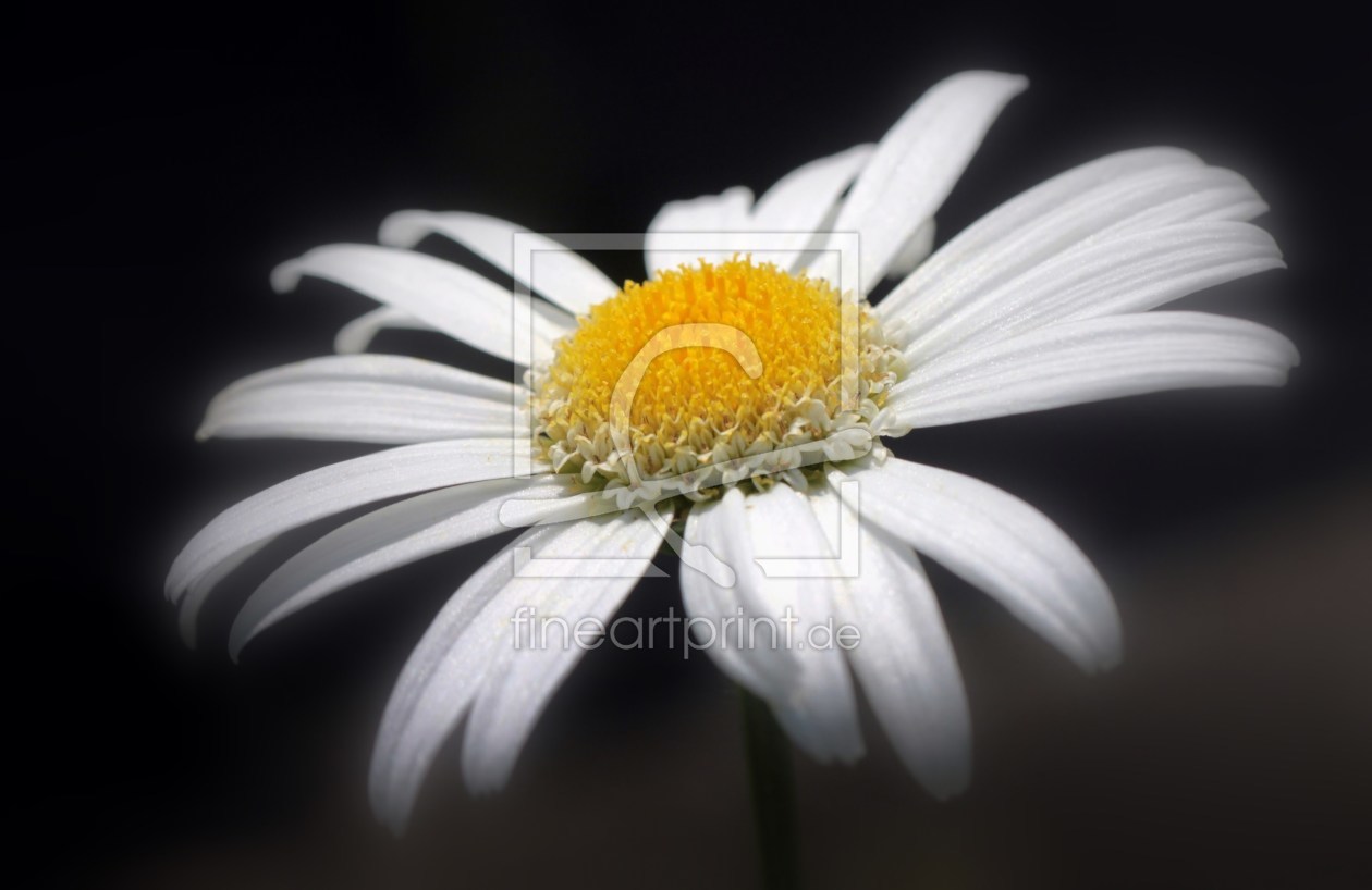 Bild-Nr.: 9853048 Margerite  (Leucanthemum vulgare) erstellt von Renate Knapp