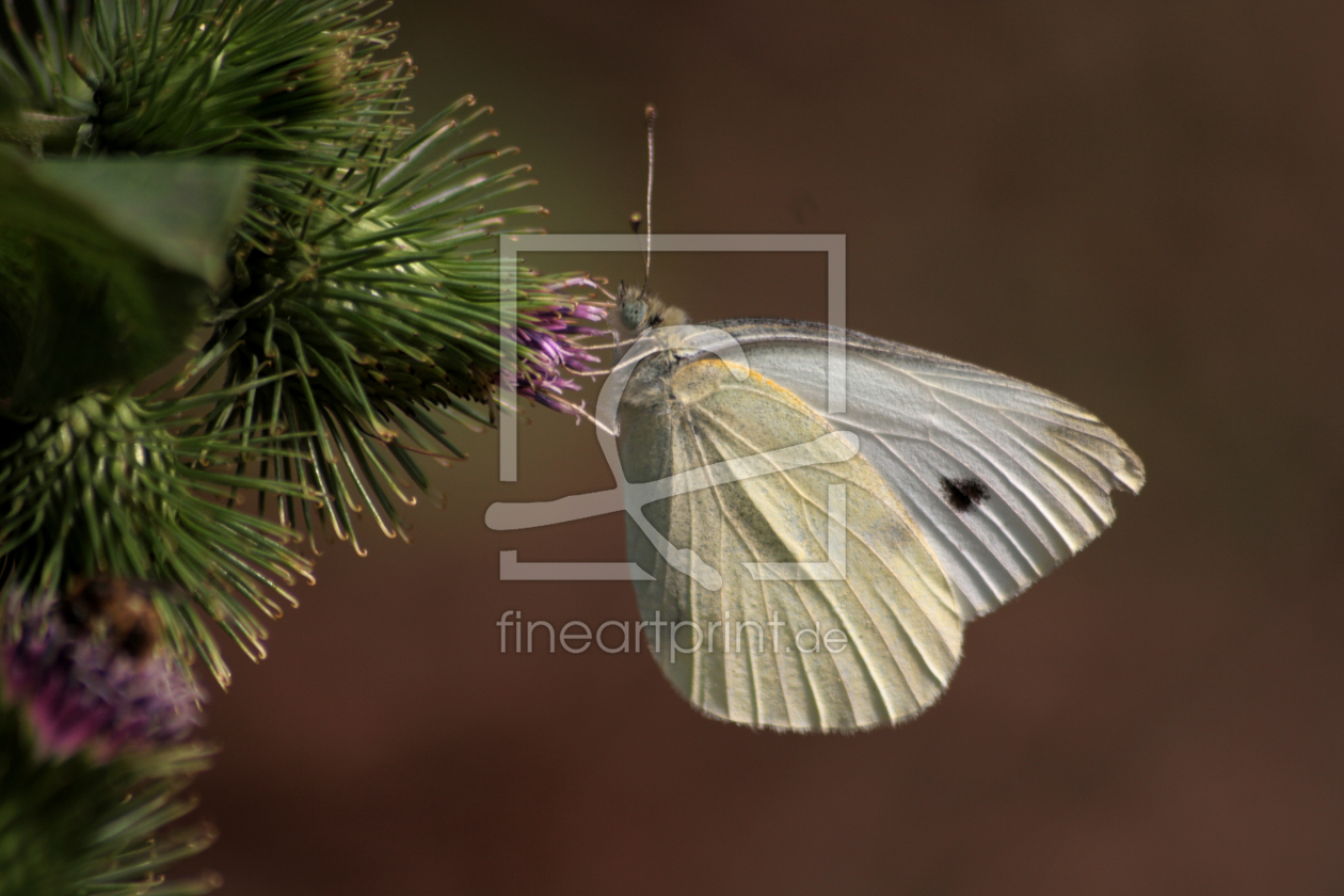 Bild-Nr.: 9853134 Kohlweißling erstellt von Gikfotoart