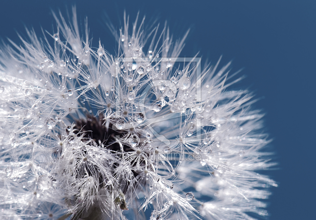 Bild-Nr.: 9853574 Pusteblume  erstellt von Atteloi