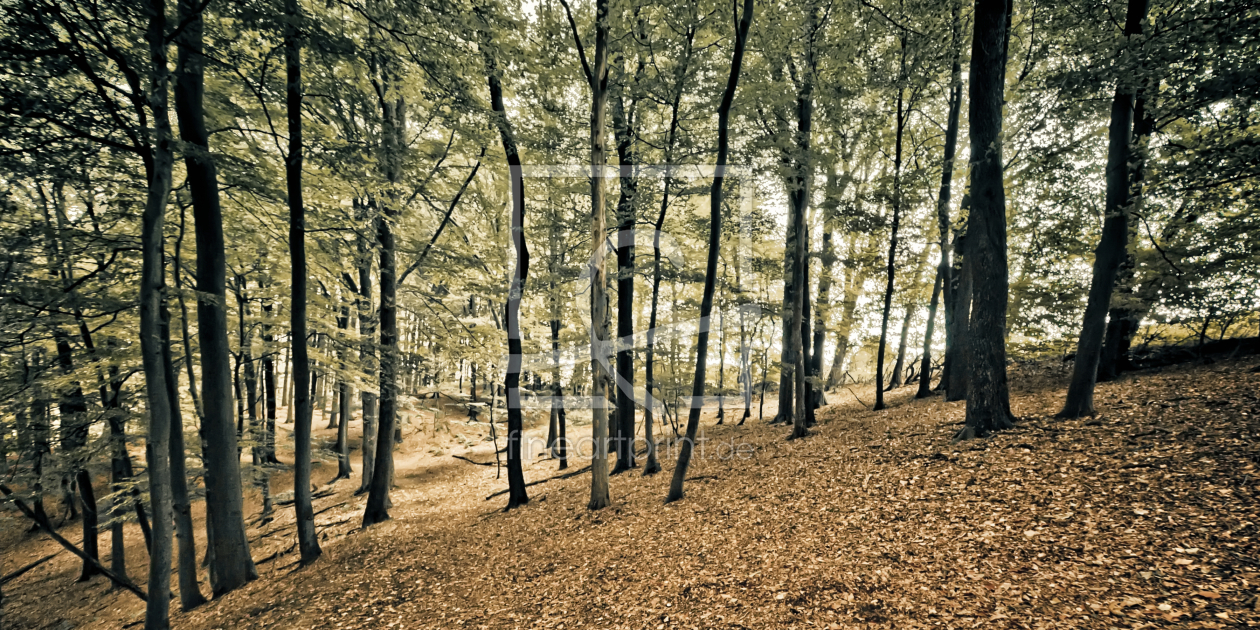 Bild-Nr.: 9853648 Herbstwald | 03 erstellt von Frank Wächter